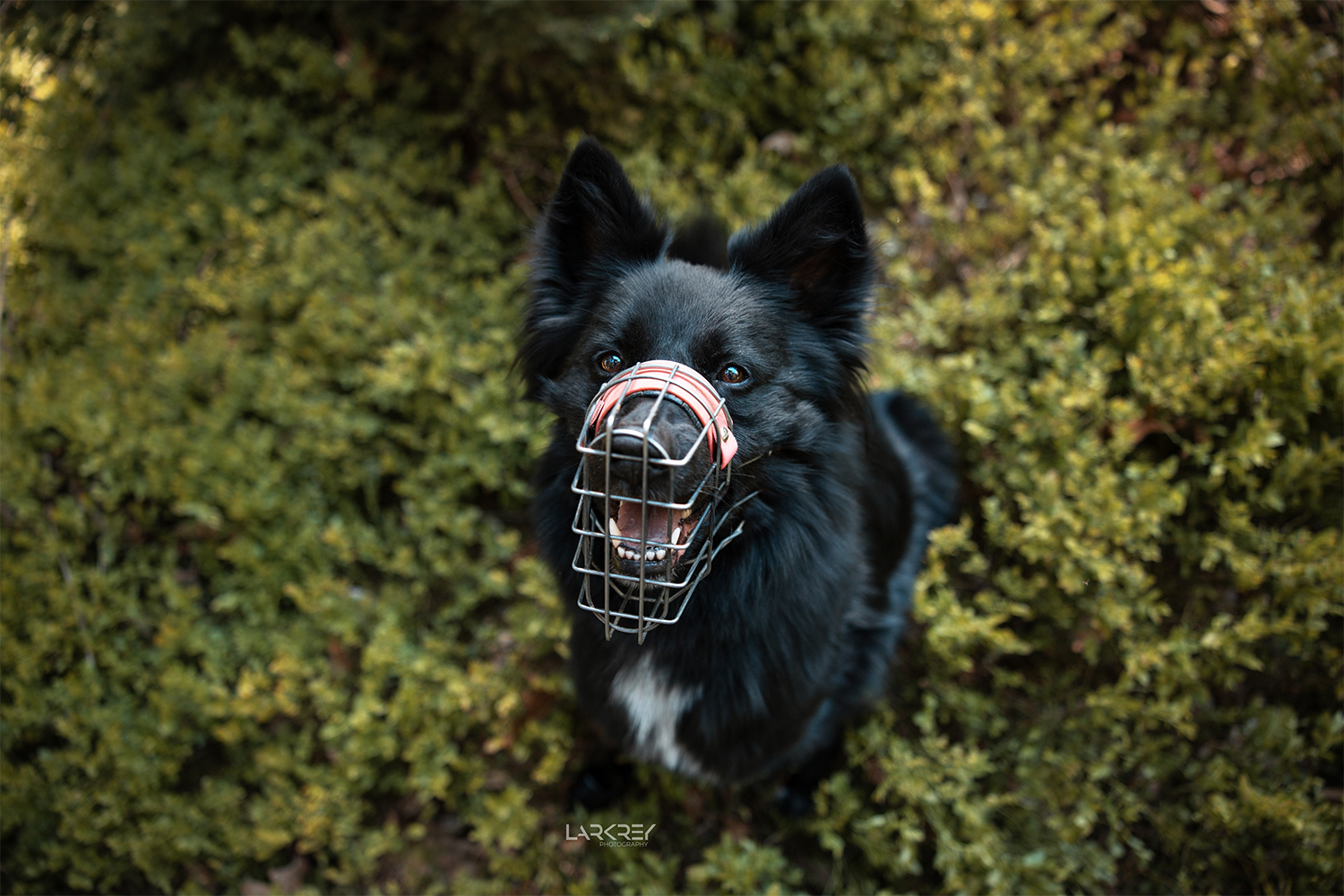 Schwarzer Hütehundmix zwischen Heidelbeerpflanzen