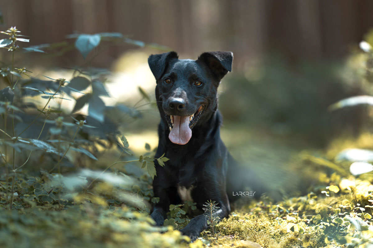 schwarzer Terrier-Rüde liegt im Wald auf dem Moos