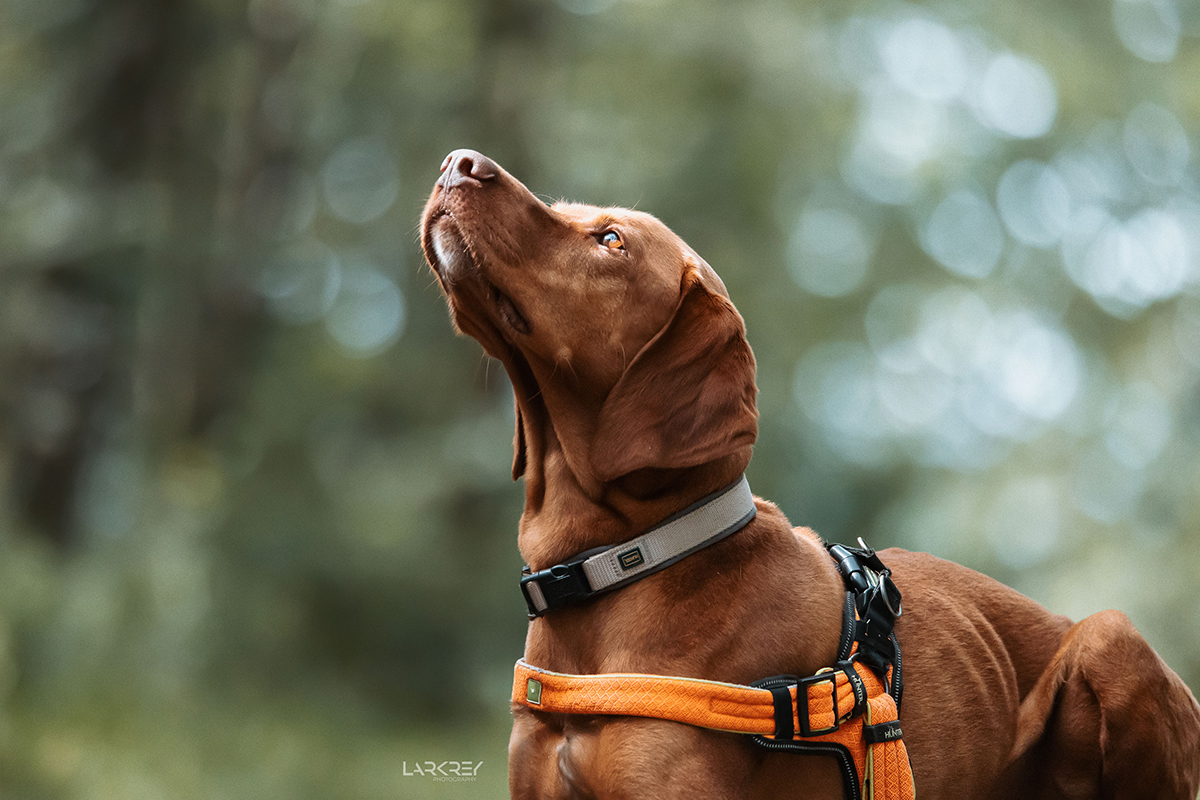 Sammy Portrait eines Vizsla der nach oben schaut