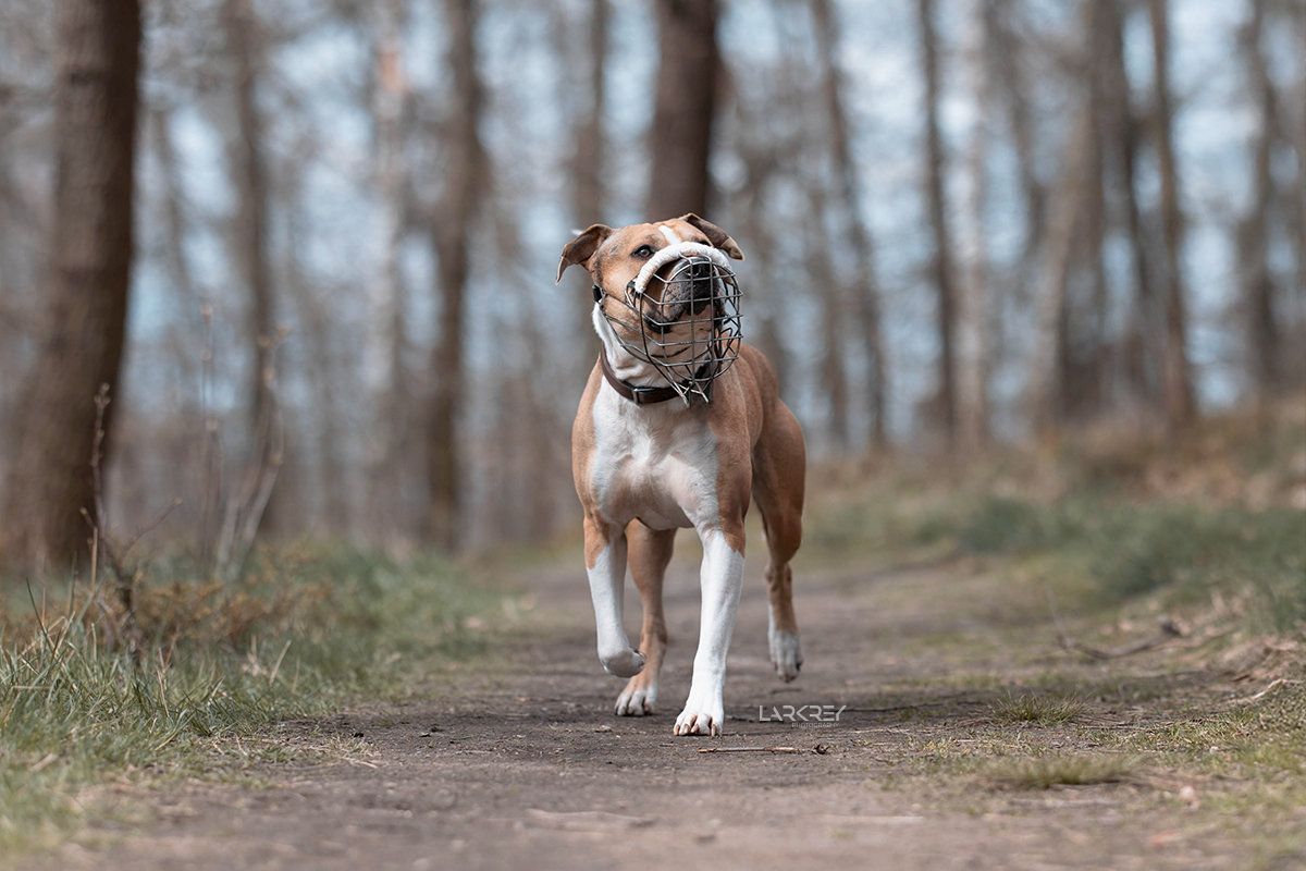 Jack • Tierheim Chemnitz Weiß und brauner Staffordshire Terrier Rüde läuft auf einem Waldweg