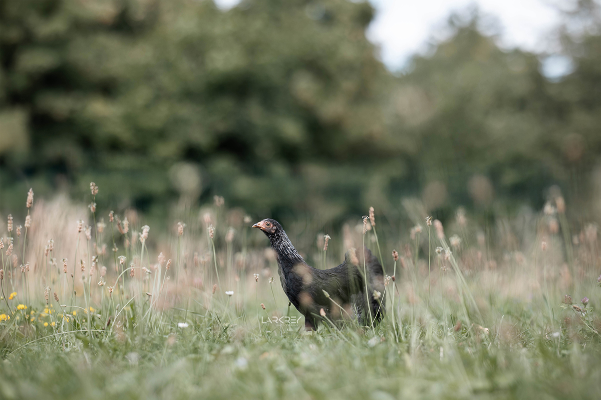 Schwarzes Huhn steht im hohen Gras und schaut nach links