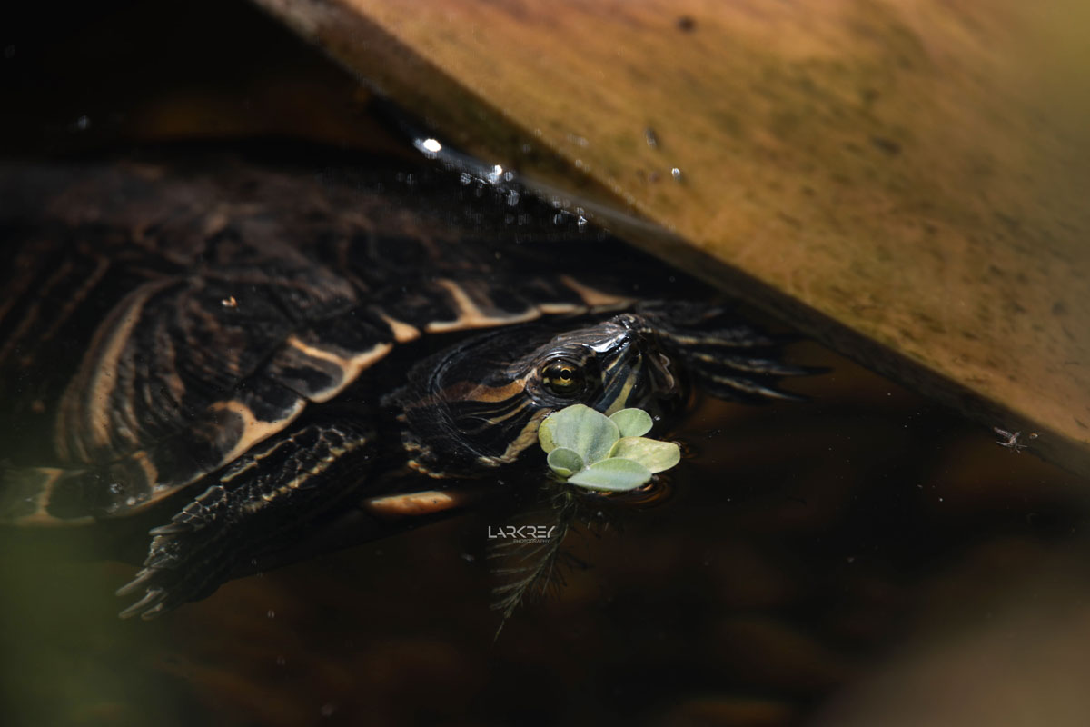 Dunkle Schildkröte im Wasser
